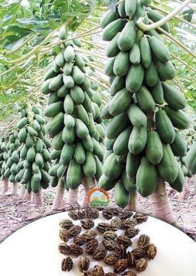THAMMAR papaya F1 Hybrid Seed(10 g)