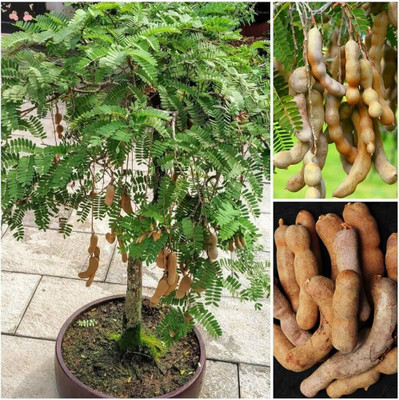 Aywal IMLI Seed(11 g)