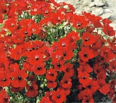 LPR NEMESIA Seed(250 per packet)