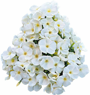 CYBEXIS Heirloom Phlox Rare Flower Seeds-White And Yellow Seed(1 g)