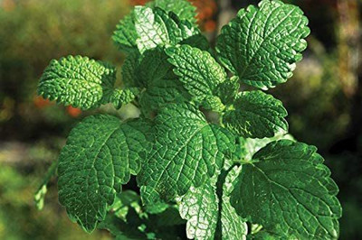 VibeX ® XLR-350 Peppermint Seeds Seed(200 per packet)