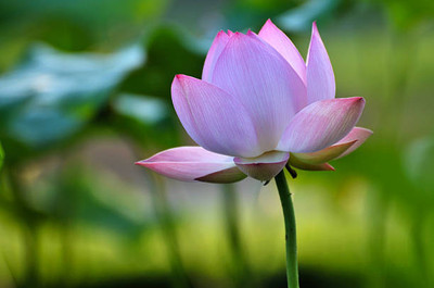 Arshiayat lotus,kamal gatta Seed(10 per packet)