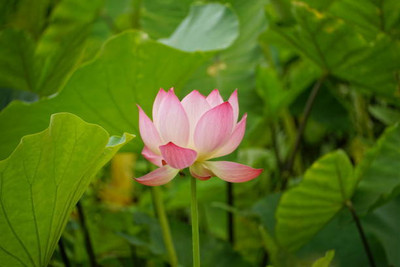 SIDDHARTH FISH FARM lotus,kamal seeds Seed(13 per packet)