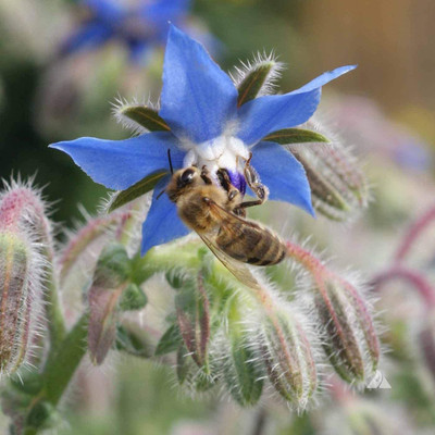 CYBEXIS GUA-83 - Borage Cucumber Flavored Leaves - (1350 Seeds) Seed(1350 per packet)