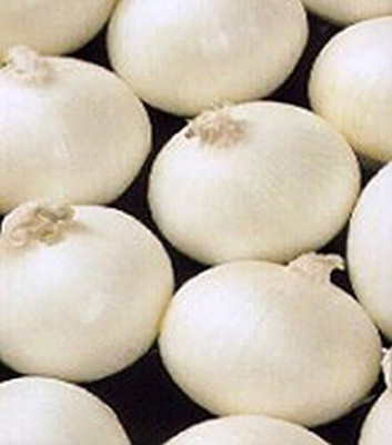 Qualtivate RES-3A White Bermuda Onion Seeds Seed(500 per packet)