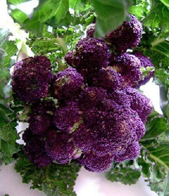 Qualtivate ICRA-7A Purple Sprouting Broccoli Seeds Seed(300 per packet)