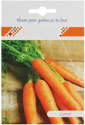 WILLVINE Carrot Improved Kuroda-(10000 Seeds) Seed(10000 per packet)