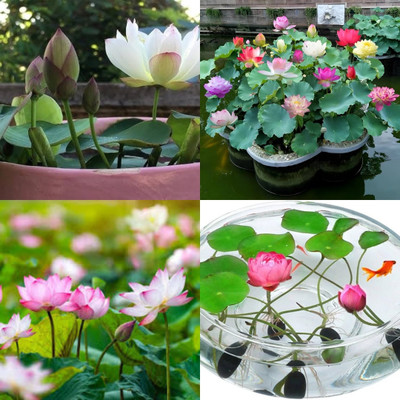 ibains Japanese lotus ke beej bij 7 Seed(7 per packet)