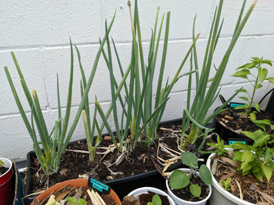XOLDA Organic bunching onion Seed(27 per packet)