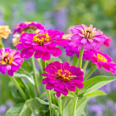 Lorvox Zinnia Double Mixed Color Flower Seed(70 per packet)