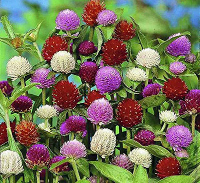 KANAYA Gomphrena Mixed Flower Seed(12 per packet)