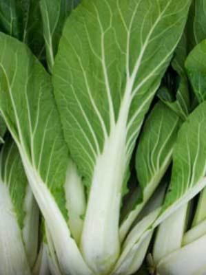 XOLDA Organic Chines cabbage Seed(40 per packet)