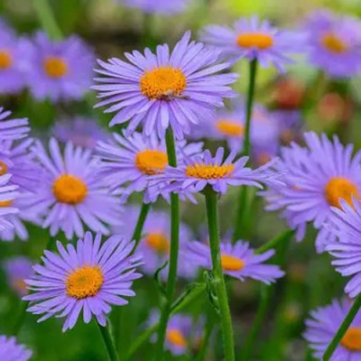 SREE Aster Flower Seeds, Gardening Flower Seeds, Aster Hybird Seed(27 per packet)