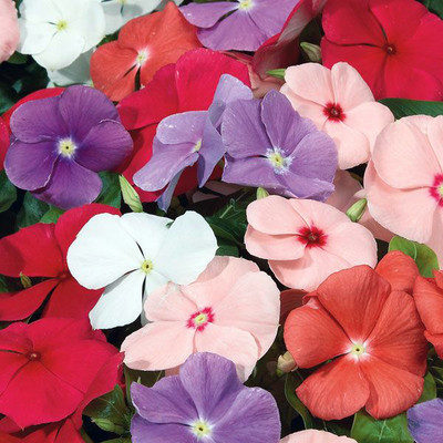 Platis Vinca Pacifica Hybrid Mix Seed(100 per packet)
