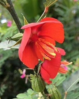 bloomaura midday flower Seed(25 per packet)