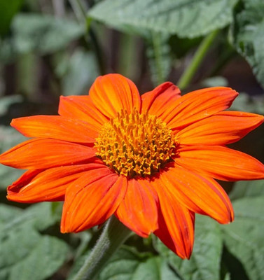 MWHY Mexican Torch Seed(25 per packet)