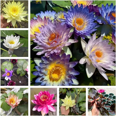 DEYS AGRO ™ lotus mix color seeds flower Seed(22 per packet)