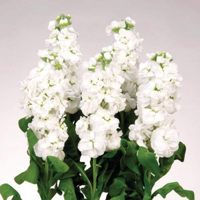 LPR STOCK Seed(25 per packet)