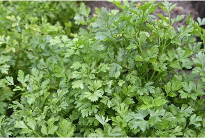 CYBEXIS KGF -20 - Italian Flat-Leaf Parsley Herb - (2250 Seeds) Seed(2250 per packet)