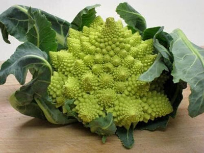 WILLVINE AMR -XI Unique Broccoli Romanesco Seeds [1g] Seed(300 per packet)