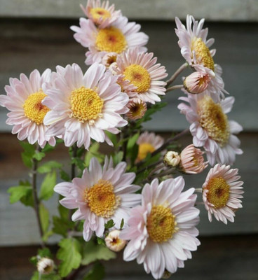 Quentova Chrysanthemum Flower-7Z-PUA Seed(75 per packet)