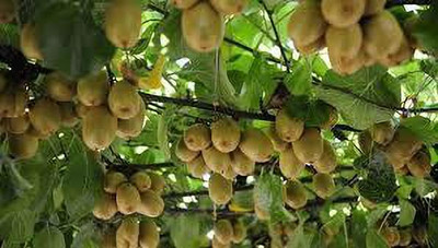 XOLDAA f1 quality hybrid kiwi fruit Seed(80 per packet)