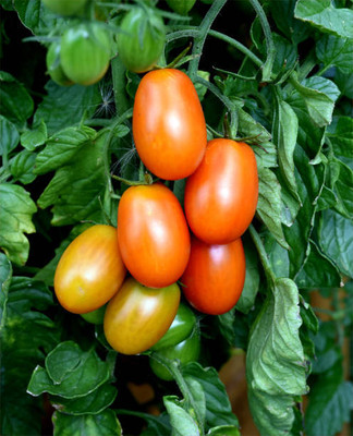 Kodali Hybrid F1 Tomato Seeds Pack Of 132 Seed(132 per packet)