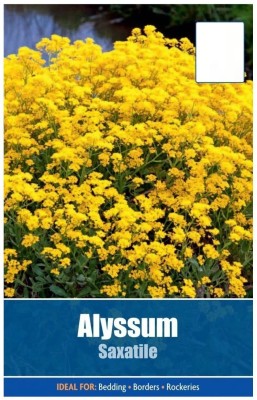 CYBEXIS Alyssum Saxatile Seeds Seed(50 per packet)