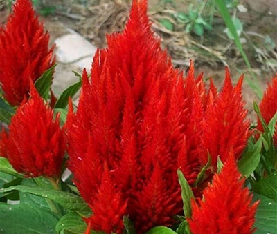 Lorvox Plumed Castle Celosia Seed(45 per packet)