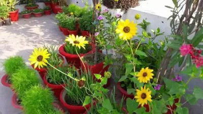 Aro Miniature sun flower Seed(70 per packet)