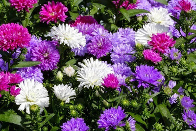 CYBEXIS ASTER POMPON MIXED FLOWER SEEDS-50 Seeds Seed(50 per packet)