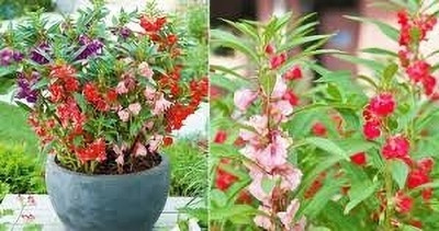 BSARKAR Dopati/balsam/garden balsam flowers seed Seed(30 per packet)