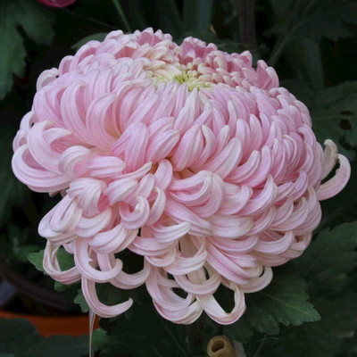 Qualtivate LX-102 Chrysanthemum Seeds Romantic Pink Seed(25 per packet)
