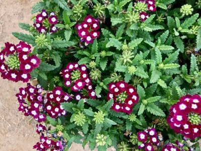 GARDENIFY INDIA GARDENIFY INIDA ASSORTED COLORS AND VARIETIES HYBRID VERBENA SEEDS,VERBENA PLANT Seed(40 per packet)