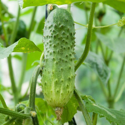 ibains Vellari seeds Seed(98 per packet)