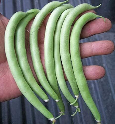 KNESSiN Green Bean White Half Runner Seed(50 per packet)