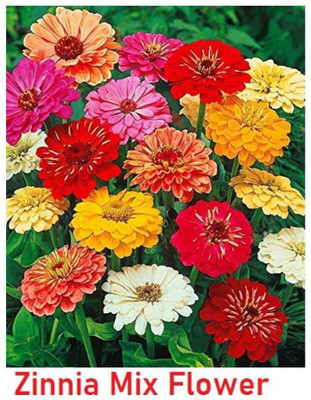 Quentova Zinnia Double Mix Flower-DLX-8T Seed(50 per packet)