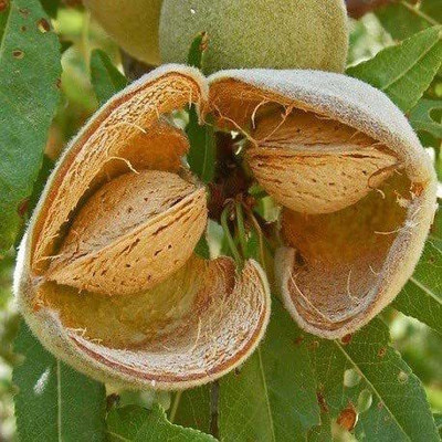 VibeX XL-97 - Almond Badam Tree - (30 Seeds) Seed(30 per packet)