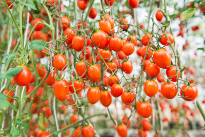 Starlink tomato Seed(145 per packet)