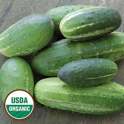 WHYGI Parade Cucumber Seeds-CuC_1896 Seed(1000 per packet)