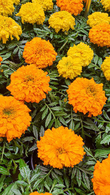 YI Saler marigold,gende ka phool seeds Seed(21 per packet)
