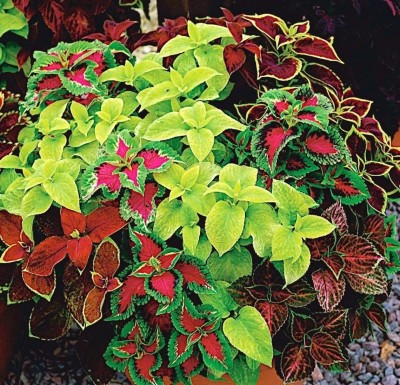 MYAT Coleus Rainbow Mixture, GMO free Seed(80 per packet)