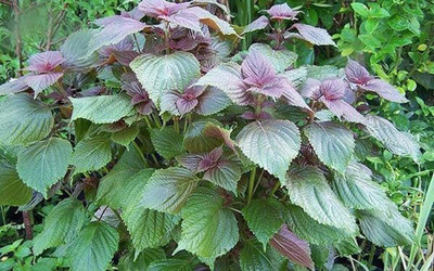 CYBEXIS XLL-18 - Vietnamese Perilla - (750 Seeds) Seed(750 per packet)