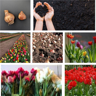 GISLENUS tulip Seed(5 per packet)