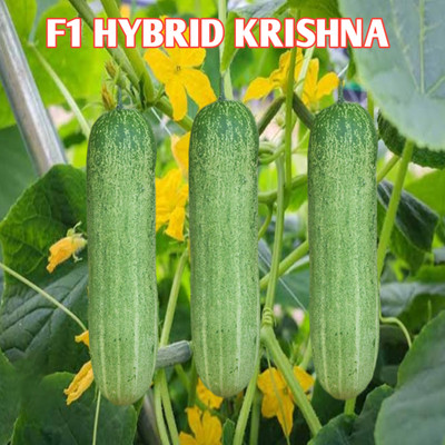 HYBRID 10g krashna cucumber seeds (Desi type) early fruiting highest yield Seed(10 g)