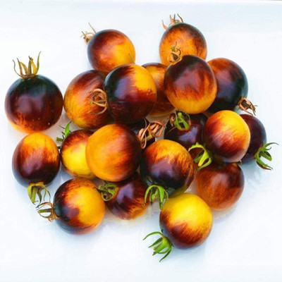CYBEXIS Hybrid Rare Tomato Seeds2000 Seeds Seed(2000 per packet)