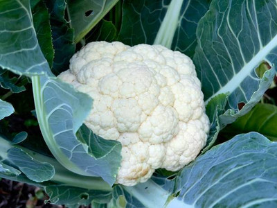 Infintegreen white cauliflower,gobhee seeds Seed(25 per packet)
