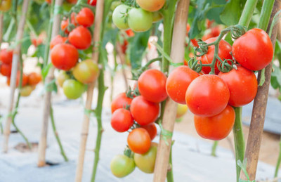 Shrikv Crafts tomato Seed(55 per packet)