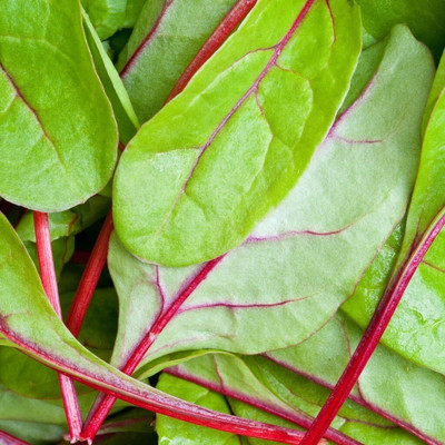 LPR SPINACH , PALAKH Seed(75 per packet)