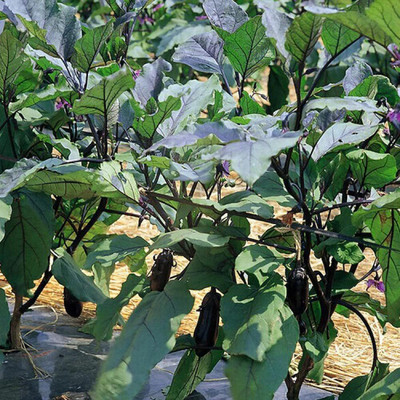 KNESSiN Brinjal/Eggplant Seed(200 per packet)